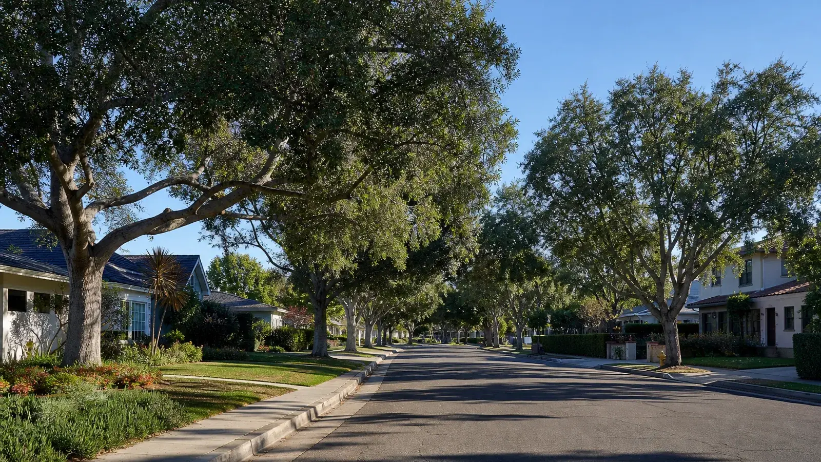 Tree-lined Mesa Verde residential street morning light — HD lipo Costa Mesa lifestyle | SurgiSculpt®