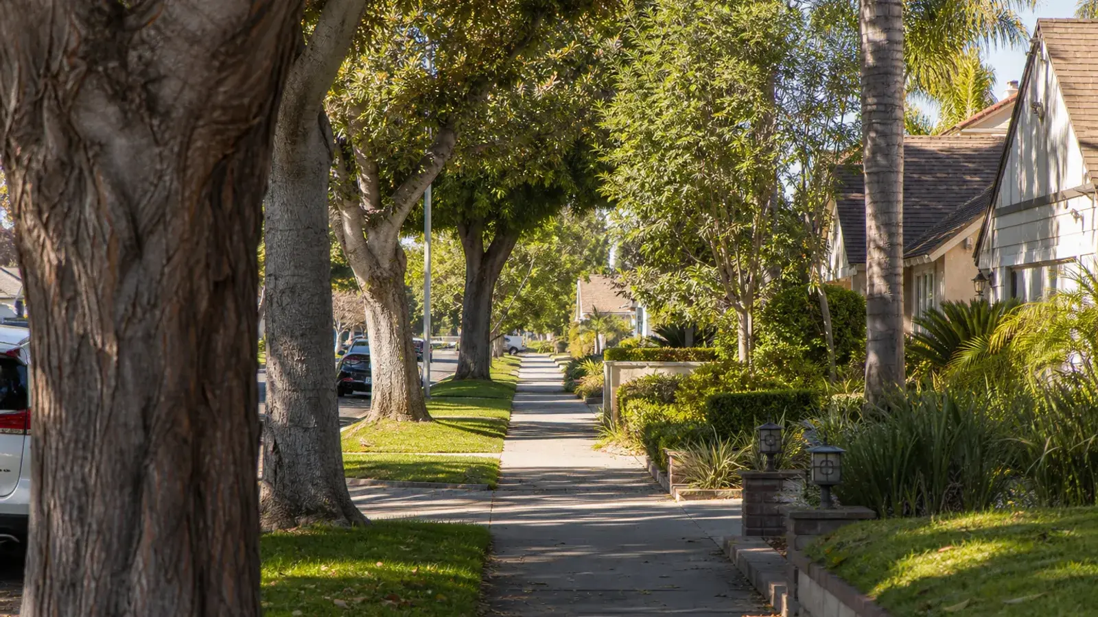 Mesa Verde tree-lined neighborhood street morning — tummy tuck Costa Mesa lifestyle | SurgiSculpt®