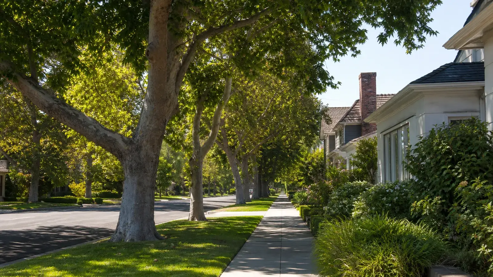 Quiet Encino family neighborhood sidewalk under mature trees — BBL context | SurgiSculpt®