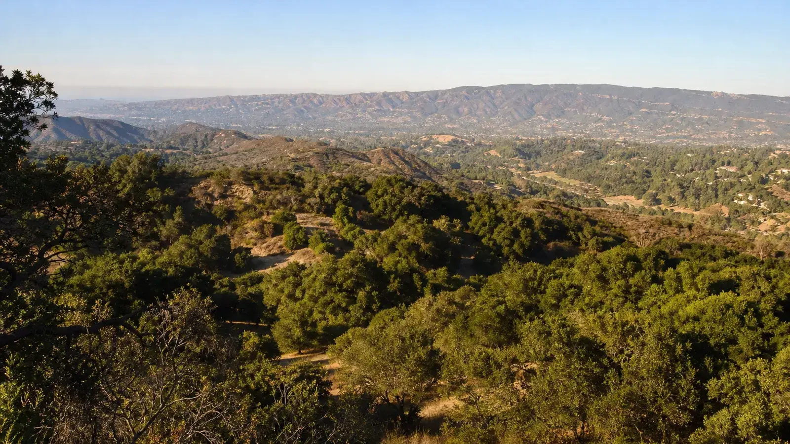 Wide Woodland Hills hillside vista with oak canopy morning light — gynecomastia lifestyle | SurgiSculpt®