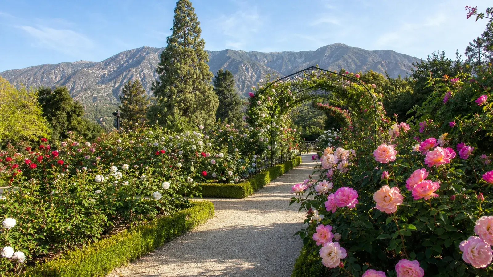 Pasadena rose garden path with San Gabriel foothills beyond — tummy tuck wellness context Pasadena rose garden path with San Gabriel foothills beyond — tummy tuck wellness context | SurgiSculpt®