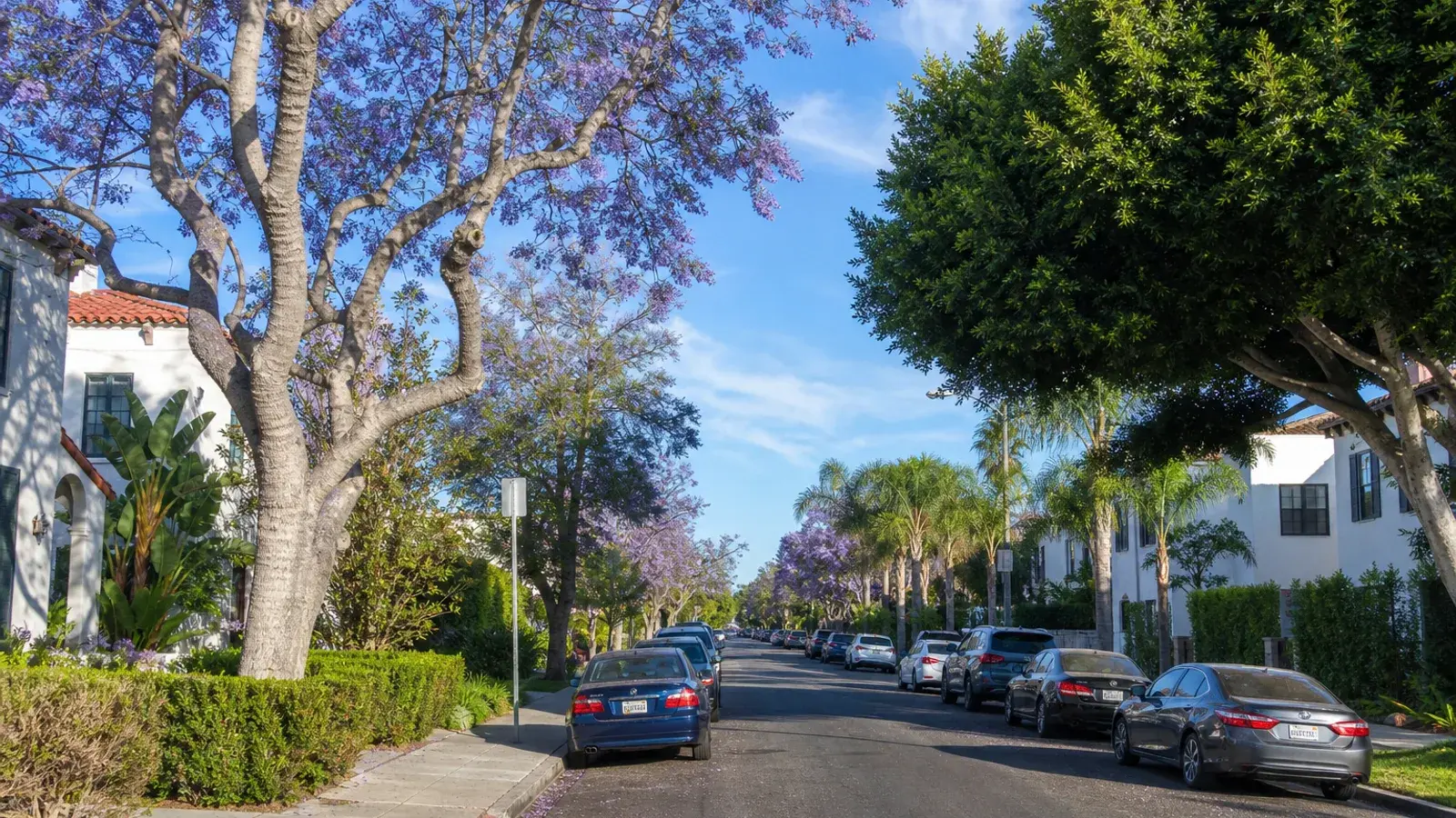 Tree-lined West Hollywood residential street for mommy makeover lifestyle context Tree-lined West Hollywood residential street for mommy makeover lifestyle context | SurgiSculpt®